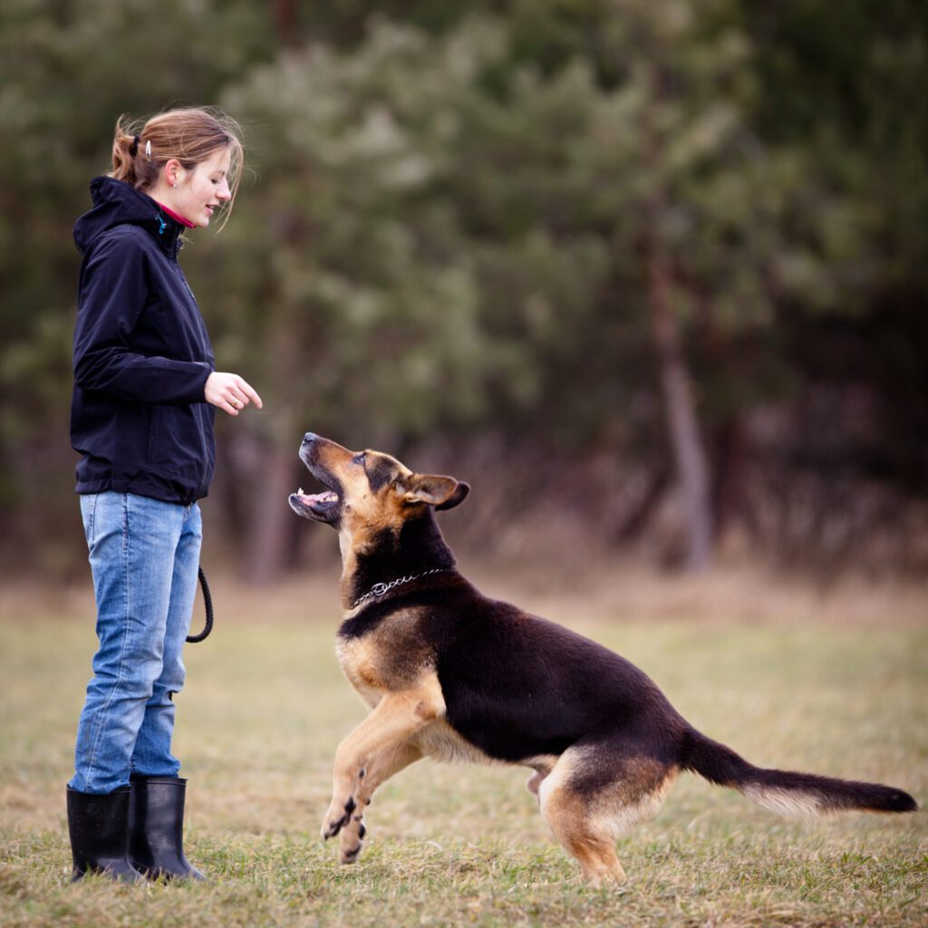 German Shepherd With Woman