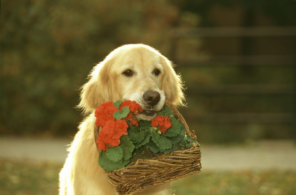Golden Retriever Carries A Basket Filled With Vibrant Red Flowers