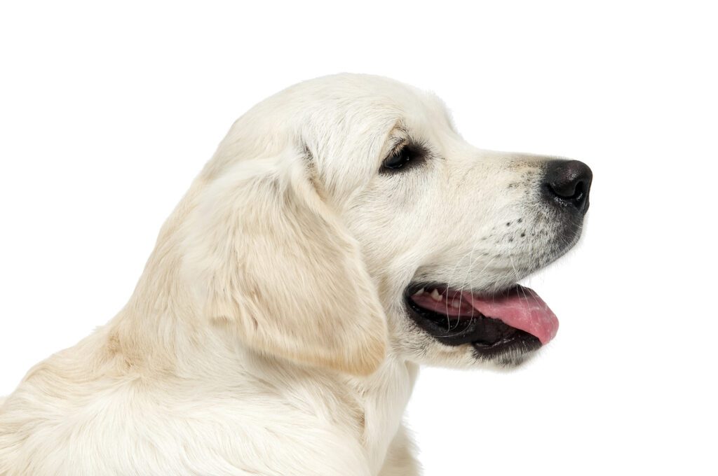 How to Adopt a Golden Retriever in North Carolina