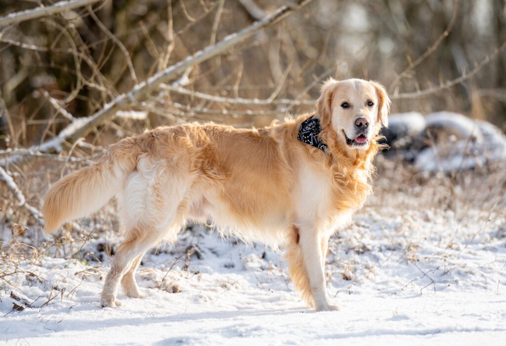 Golden Retriever Joyfully Explores The Snowy Landscape