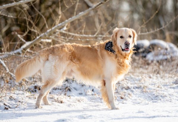 Golden Retriever Joyfully Explores The Snowy Landscape