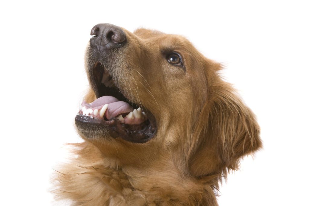 How to Adopt a Golden Retriever in Missouri