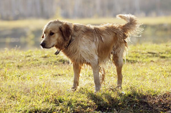 Golden Retriever Standing On The Grass In The Autumn Park