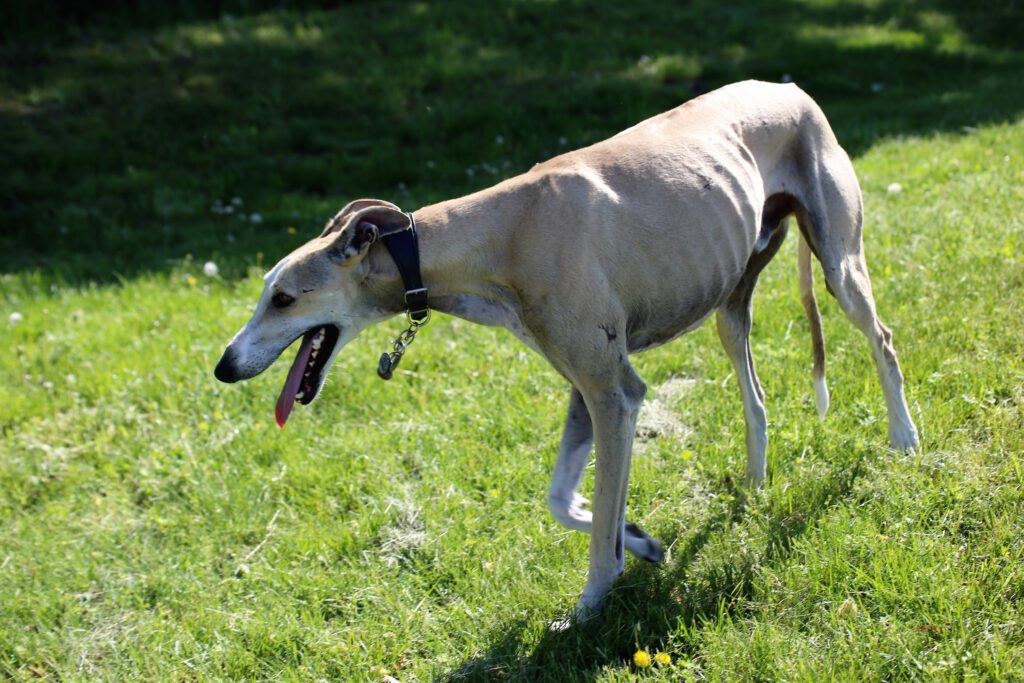 Greyhound On Grass