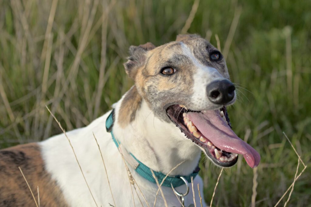 How to Adopt a Greyhound in Washington