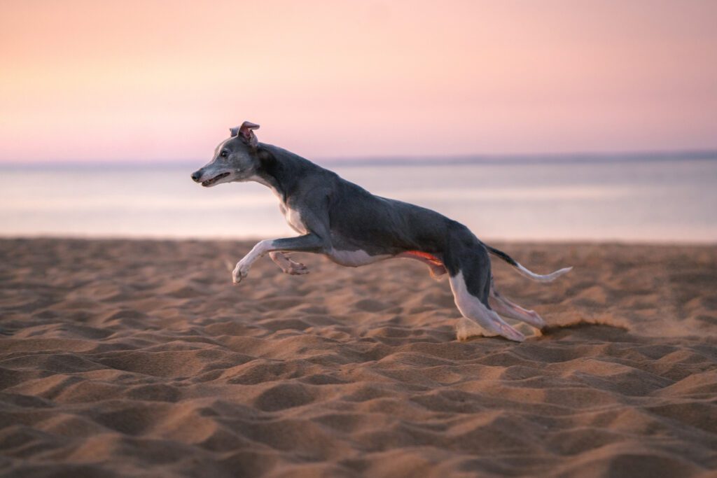 How to Adopt a Greyhound in Maryland