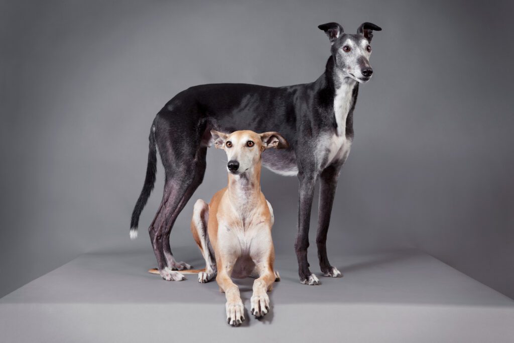 How to Adopt a Greyhound in Utah