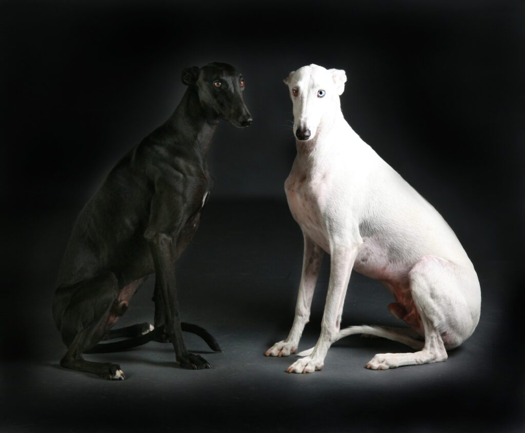 How to Adopt a Greyhound in Illinois