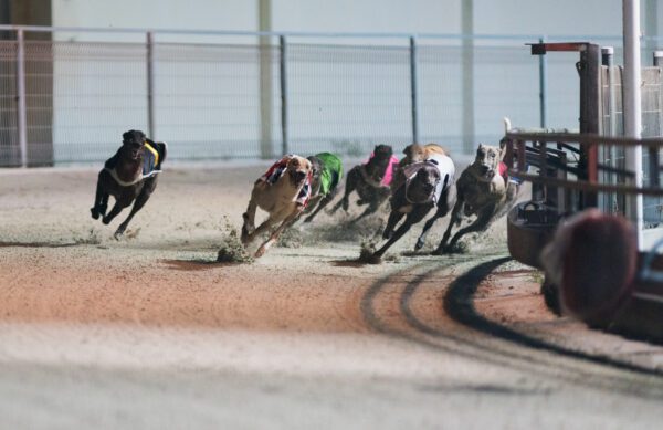 Greyhounds Sprinting Down The Track
