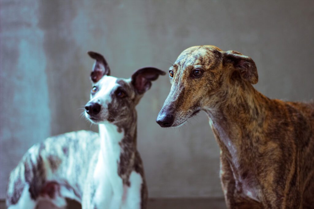 Greyhounds Standing Side By Side