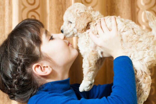 Havapoo Being Held By A Child