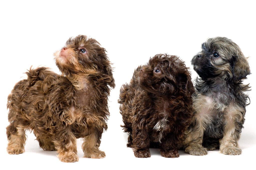 How to Adopt a Havapoo in New York