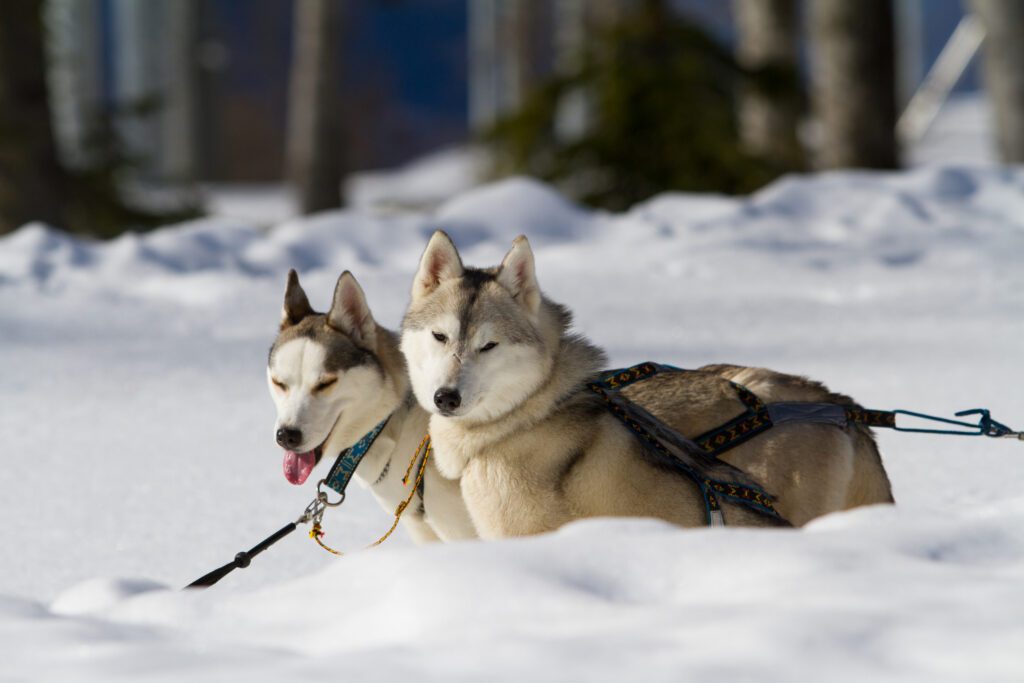Husky Dogs In The Snow