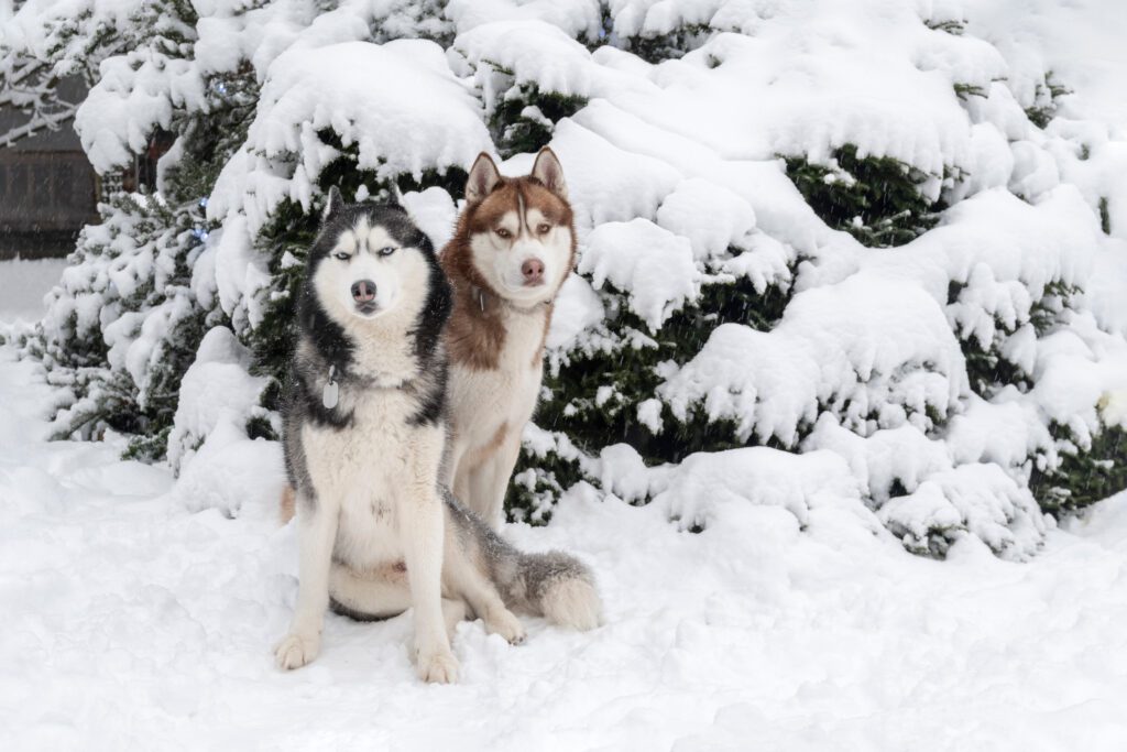 Husky Dogs Sitting In The Snow