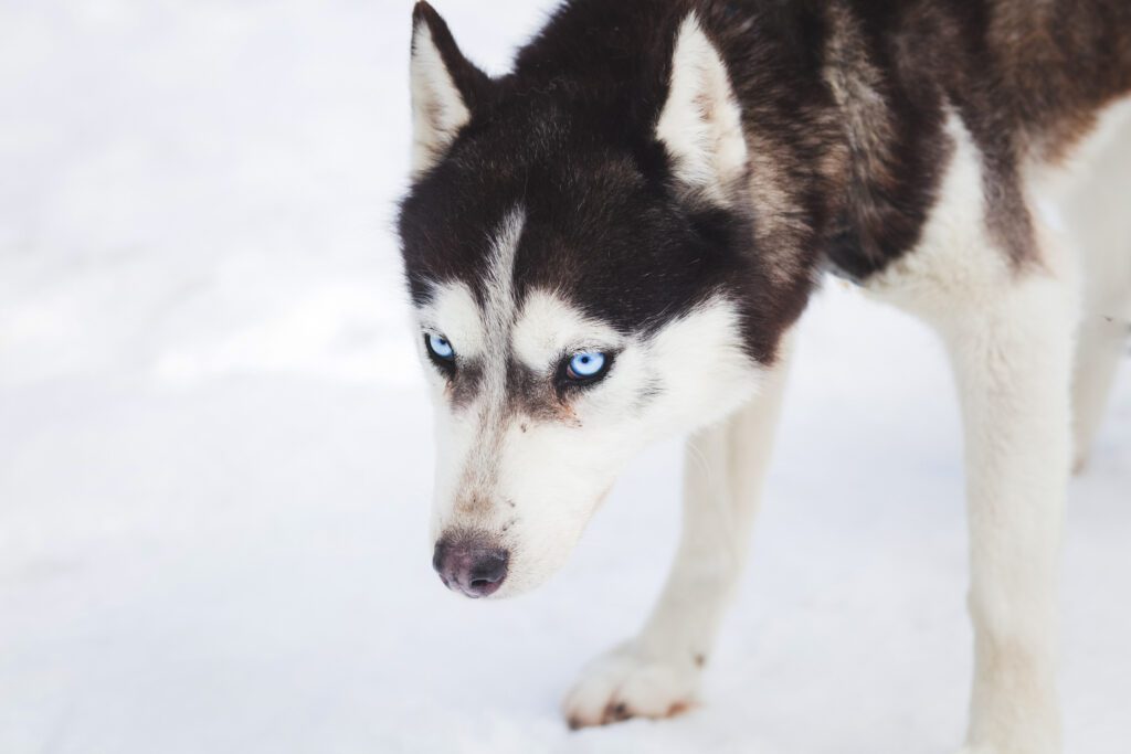 How to Adopt a Husky in Nevada