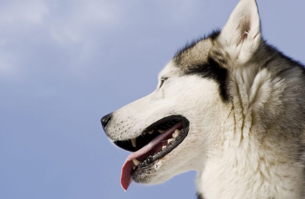 How to Adopt a Husky in California
