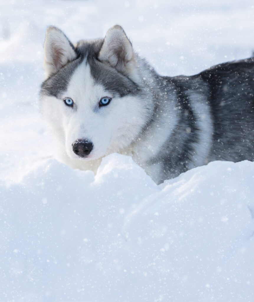 How to Adopt a Husky in Minnesota