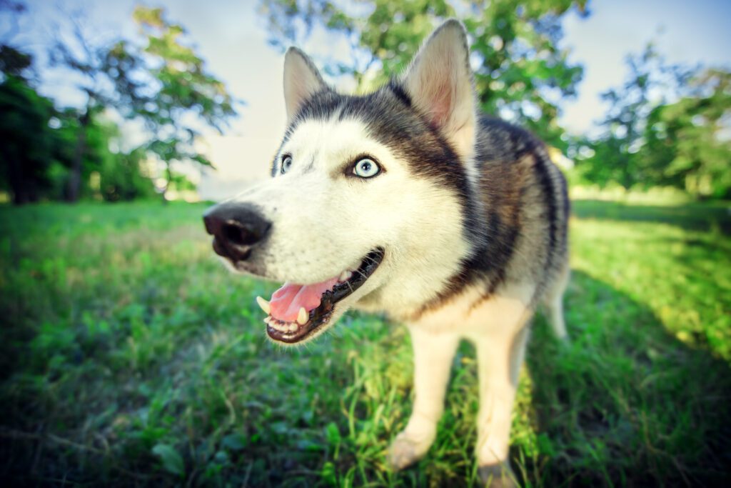 How to Adopt a Husky in New York