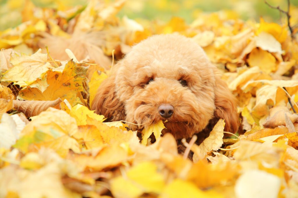 Labradoodle In The Leaves