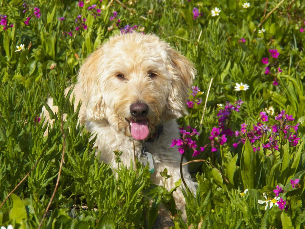 How to Adopt a Labradoodle in Illinois
