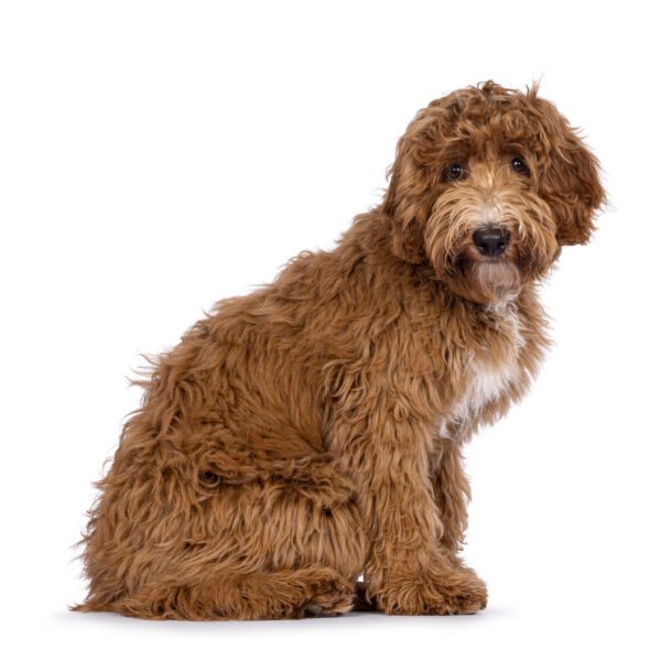 Labradoodle Sitting Up Side Ways