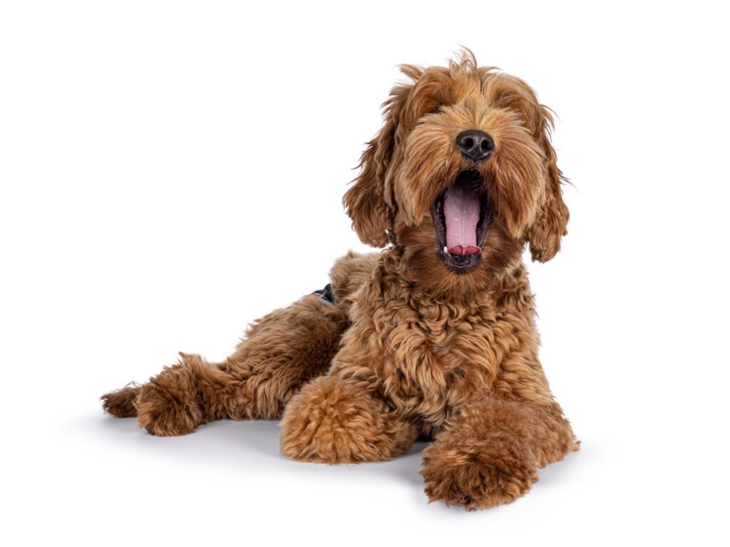 Labradoodle Turned To Camera Yawning