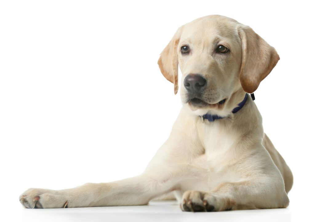 How to Adopt a Labrador Retriever in California