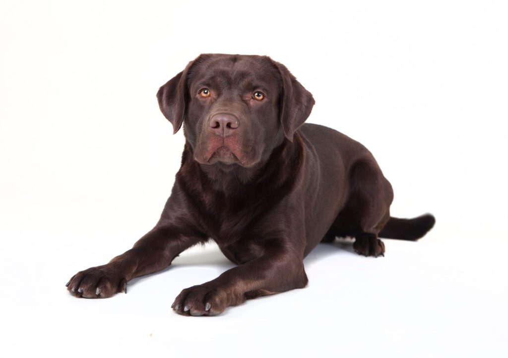 How to Adopt a Labrador Retriever in Pennsylvania