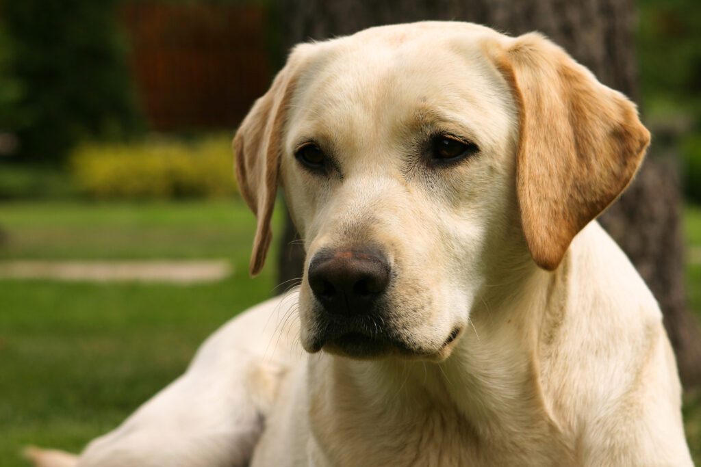 How to Adopt a Labrador Retriever in New Hampshire