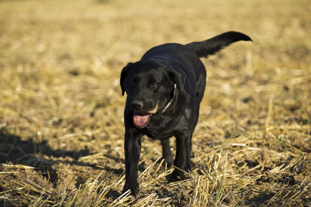 How to Adopt a Labrador Retriever in North Dakota