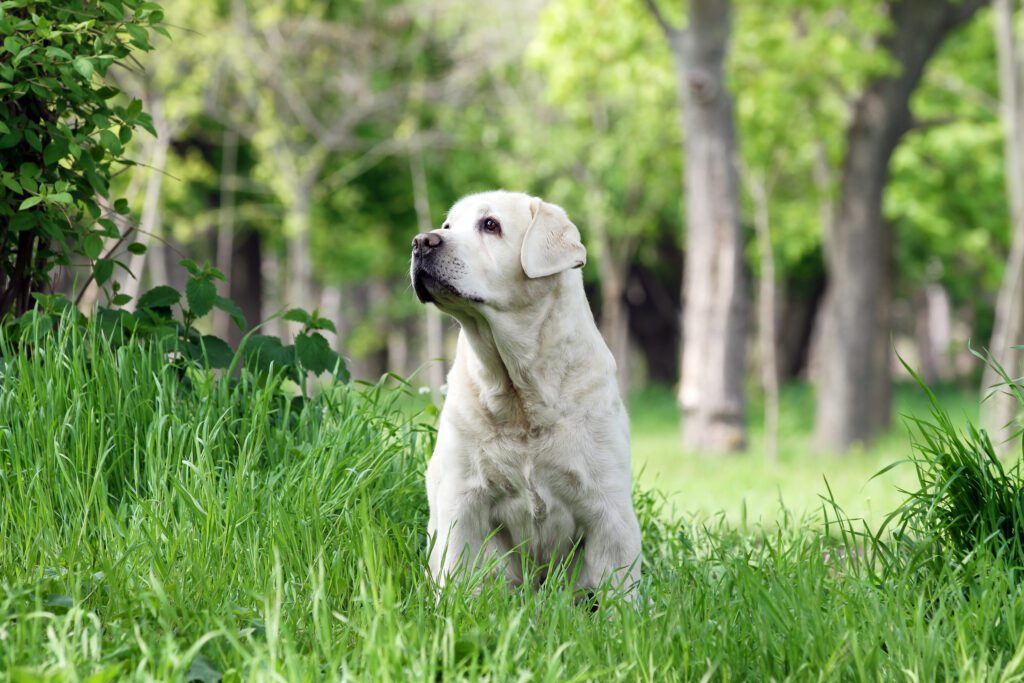 Labrador Retriever Sitting In The Park