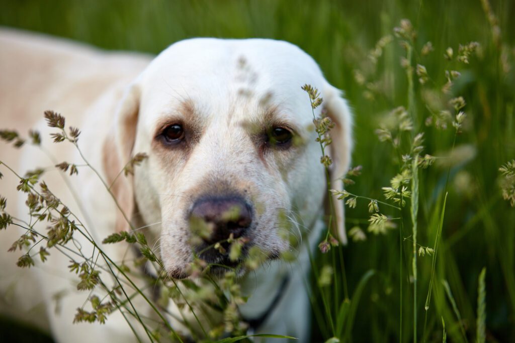 How to Adopt a Labrador Retriever in New York