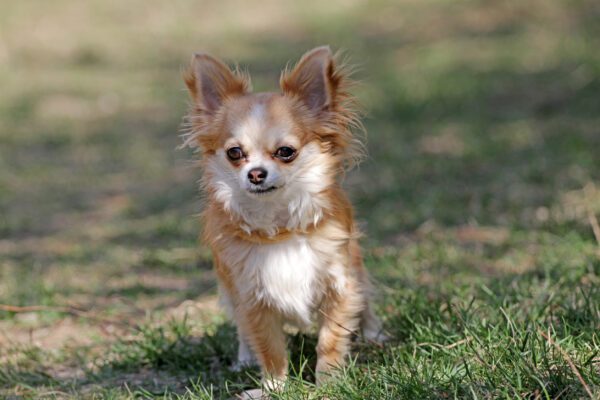 Long Haired Chihuahua On Green Spring Grass