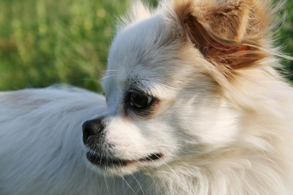 How to Adopt a Long Haired Chihuahua in Virginia