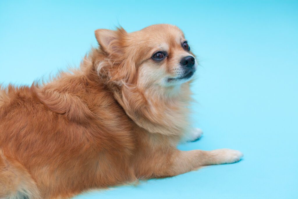 How to Adopt a Long Haired Chihuahua in Kansas