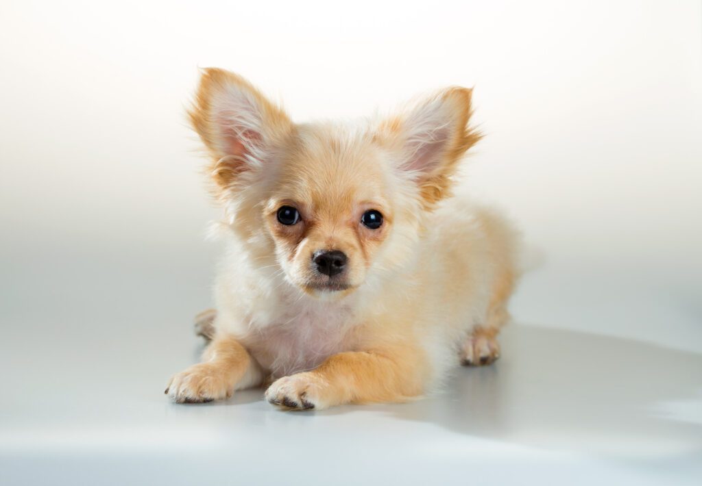 How to Adopt a Long Haired Chihuahua in Washington