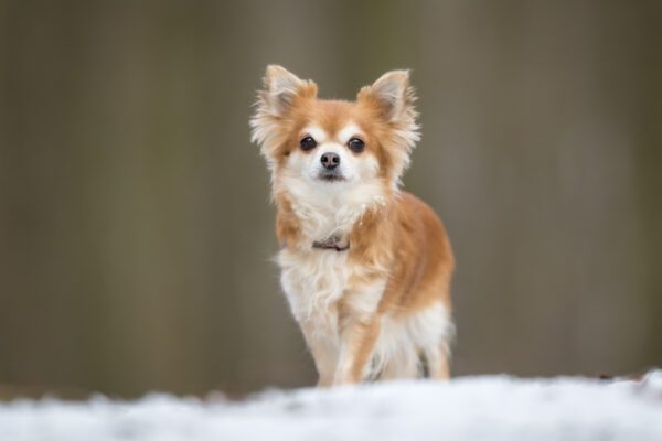 Long Haired Chihuahua Outdoors In Winter