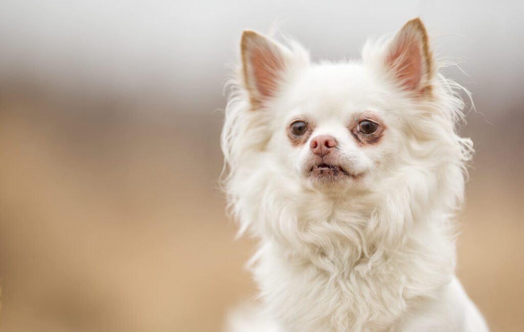 How to Adopt a Long Haired Chihuahua in Utah
