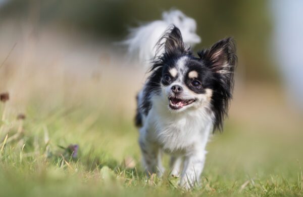 Long Haired Chihuahua Photographed Outdoors In The Nature On A Sunny Day
