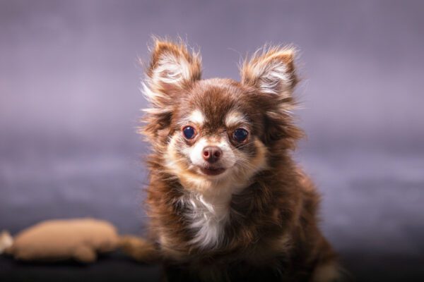 Long Haired Chihuahua Poses For The Camera