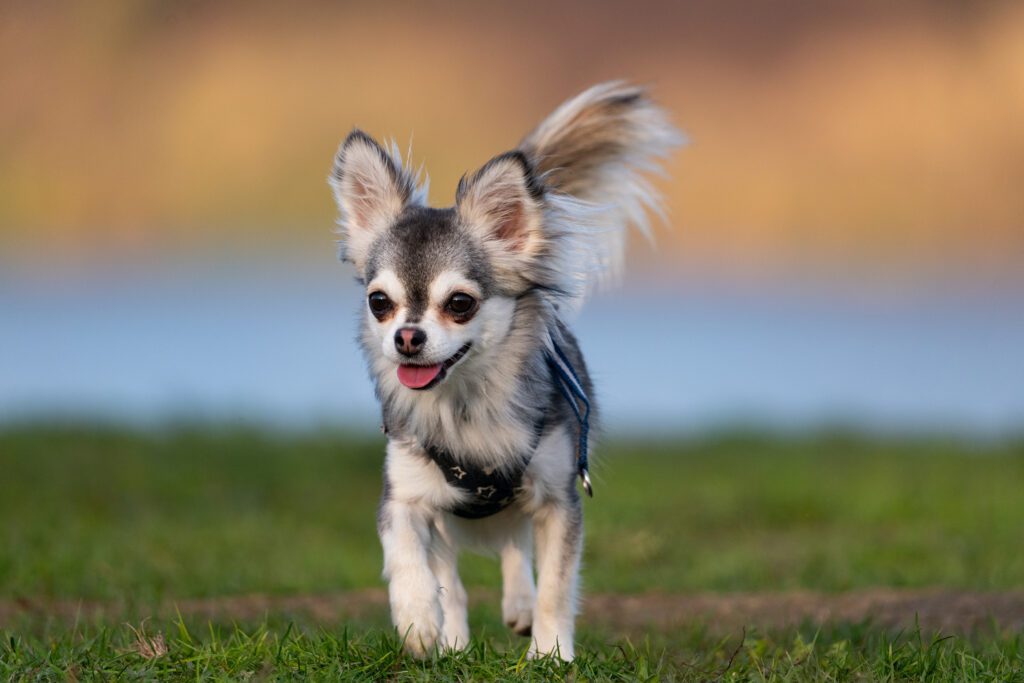 Long Haired Chihuahua Running On The Grass In The Springtime