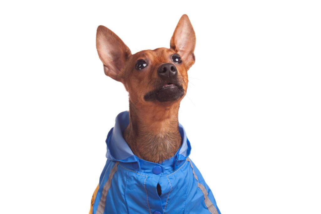 How to Adopt a Miniature Pinscher in California