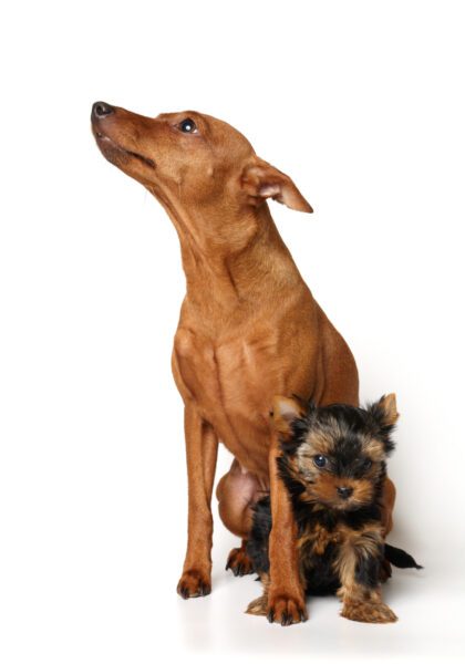 Miniature Pinscher And Yorkshire Terrier Puppy
