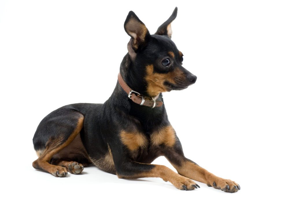 How to Adopt a Miniature Pinscher in Connecticut