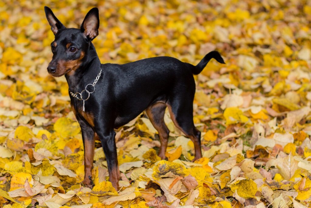 How to Adopt a Miniature Pinscher in Vermont