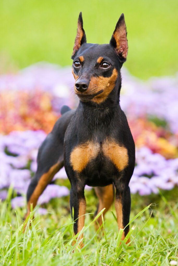 Miniature Pinscher On The Grass In Flowers