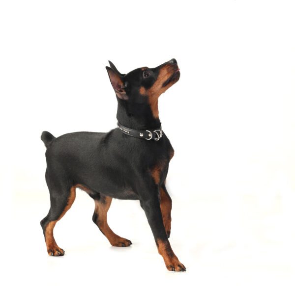 Miniature Pinscher Playing In The Studio