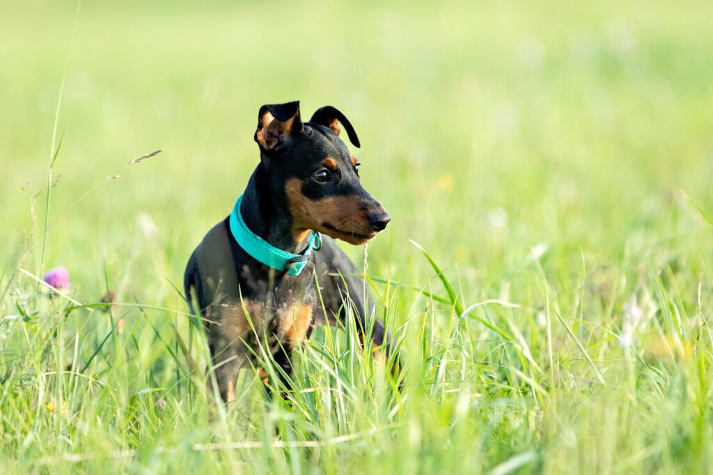 How to Adopt a Miniature Pinscher in Missouri