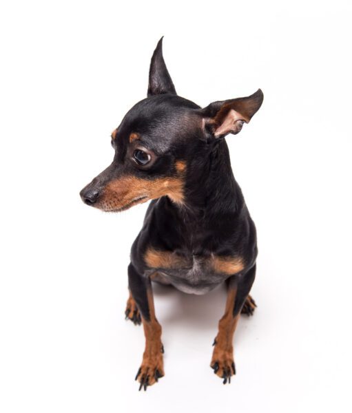 Miniature Pinscher Sitting Down