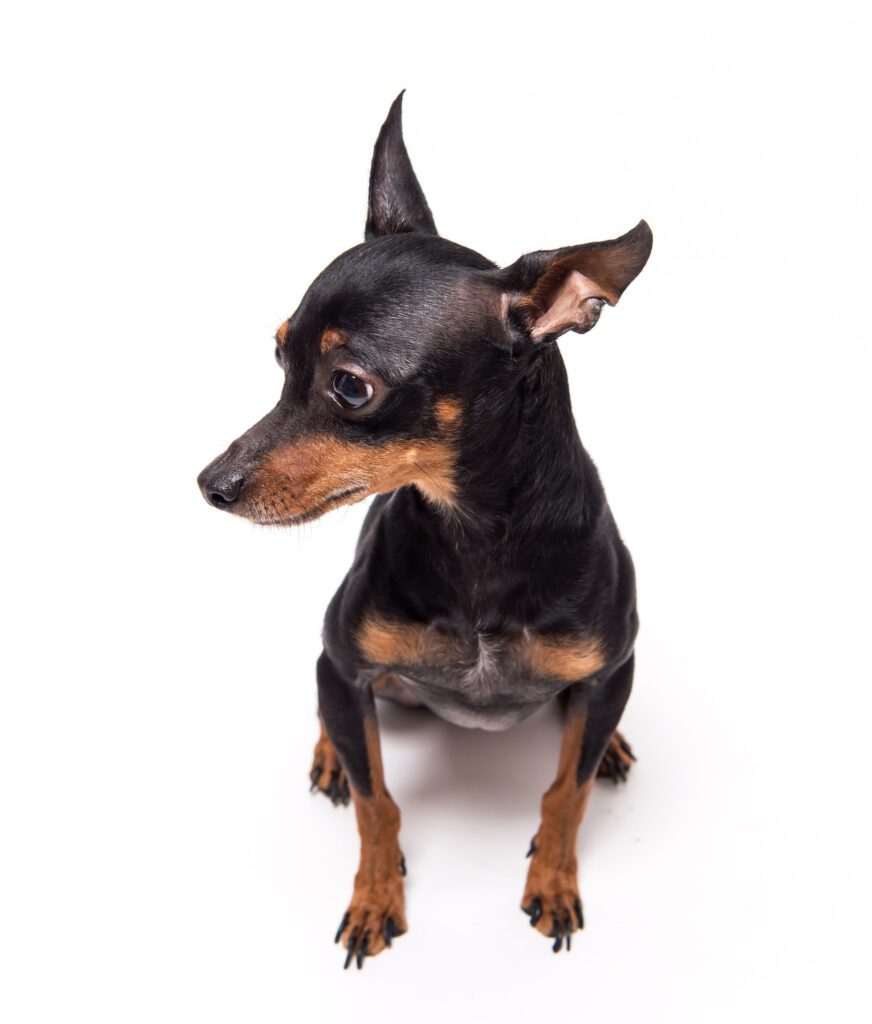 Miniature Pinscher Sitting Down